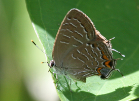 Striped Hairstreak